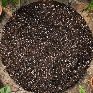 indoor-plant-mix