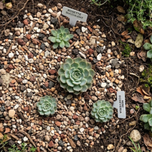 succulent-mix